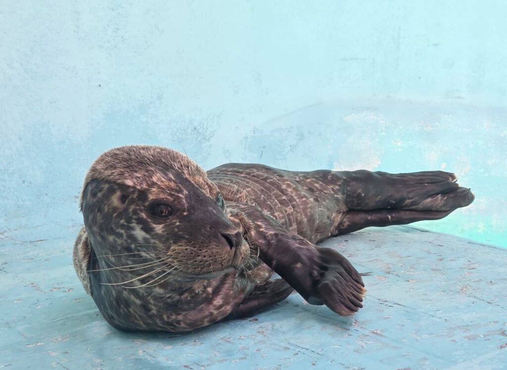 Foca bebé acostada 