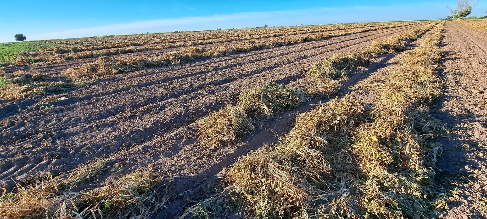 Campo de siembra de frijol