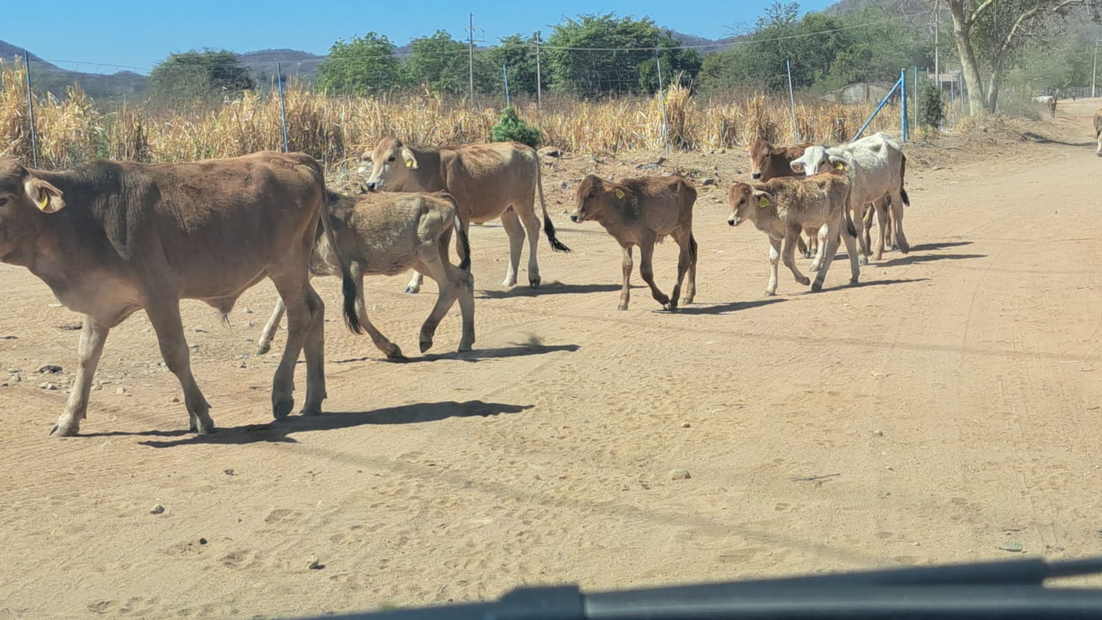 Ganado vacuno caminando por terreno llano
