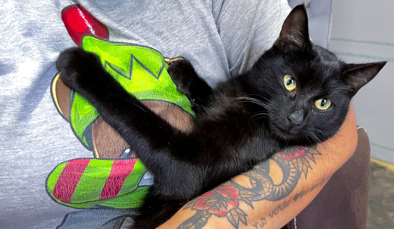 Gato negro cargado en brazos