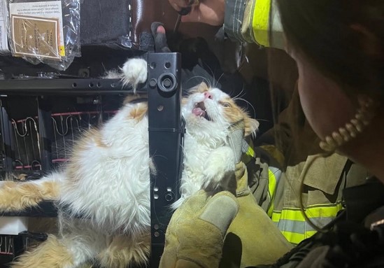 ¡Adorable! Gato queda atrapado bajo un sillón tras intentar evitar una visita al veterinario