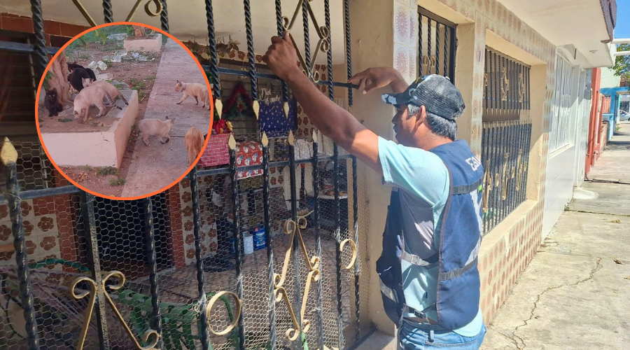 Personal de Ecología Municipal atendiendo el supuesto abandono de gatos en Infonavit Playas en Mazatlán.
