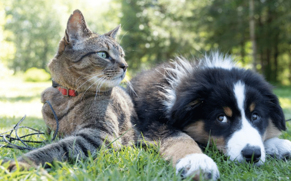 Un gato y un perros recostados en el pasto al aire libre