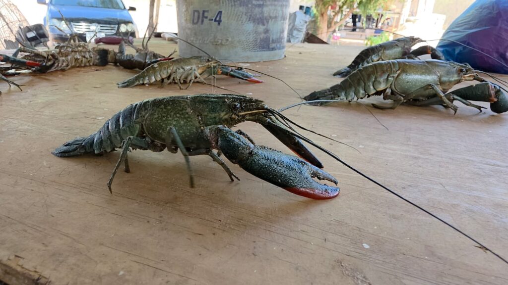 Langostinos pescados en Guamúchil.