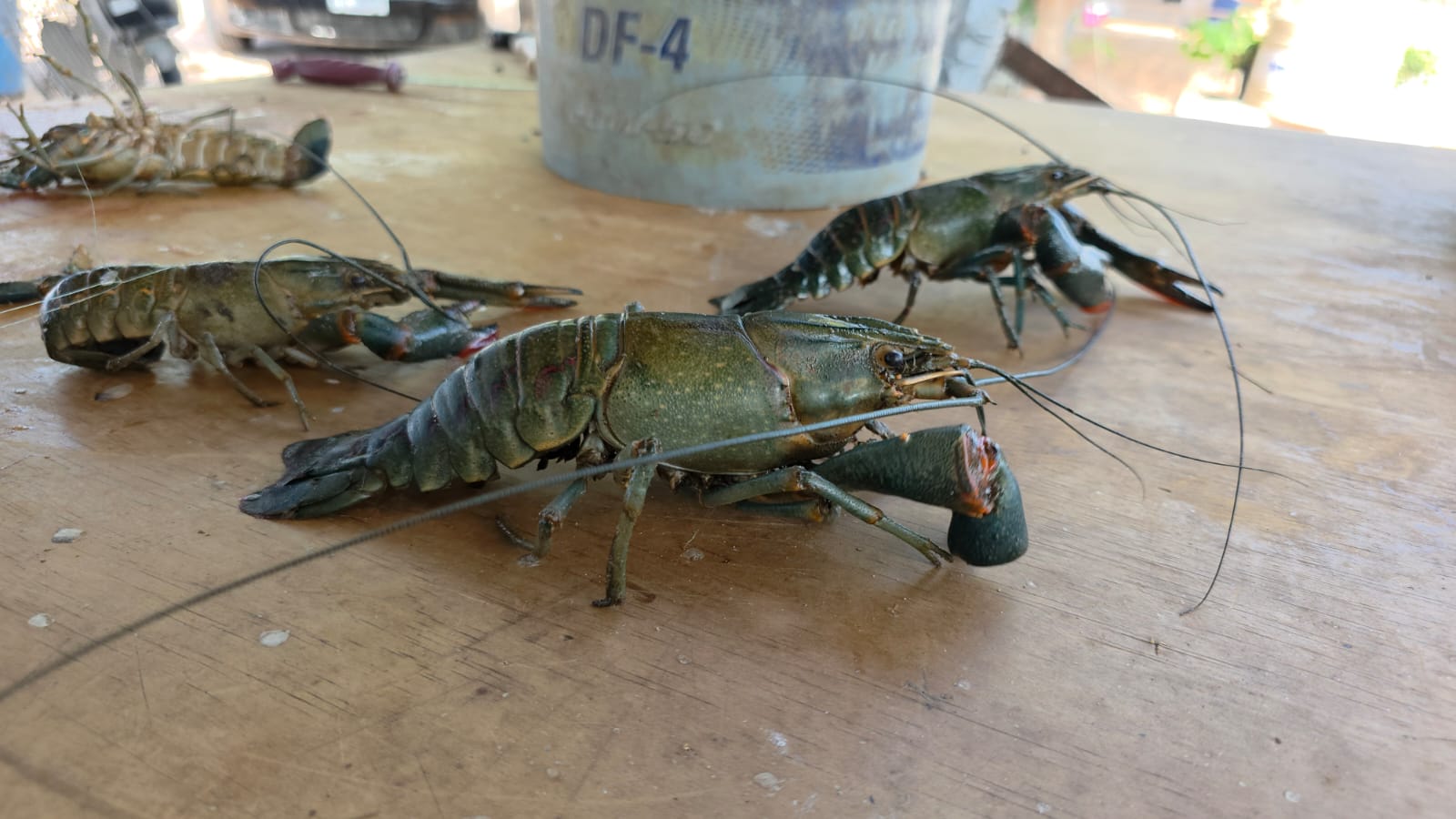 Langostinos pescados en Guamúchil.