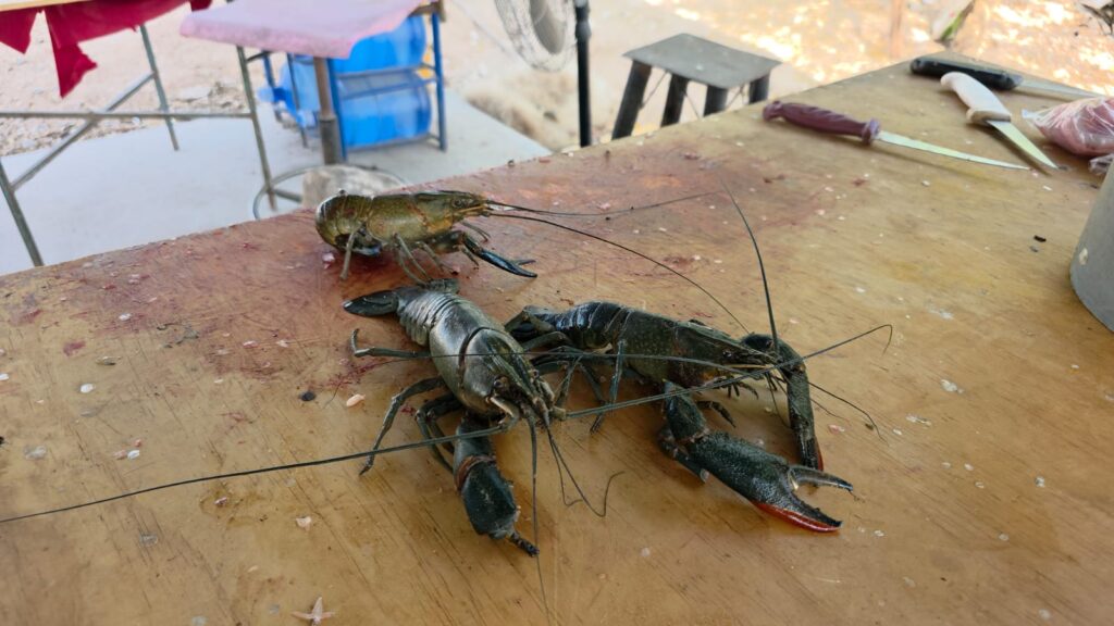 Langostinos pescados en Guamúchil.