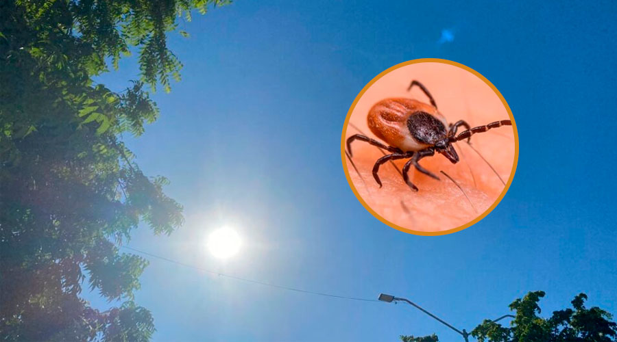 Cielo nublado en día de calor y garrapata sobre piel humana