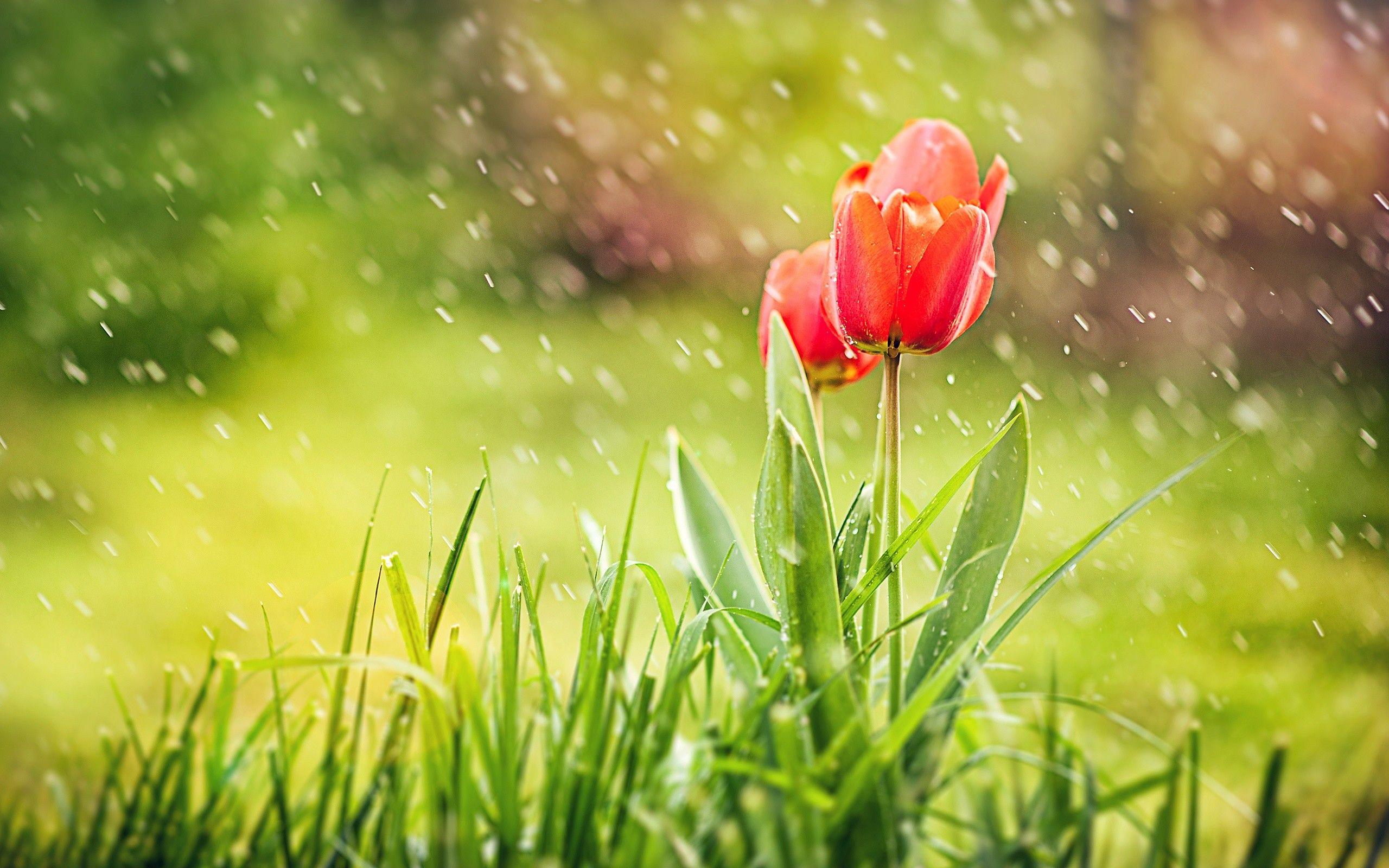 Flores siendo mojadas por las gotas de lluvia.
