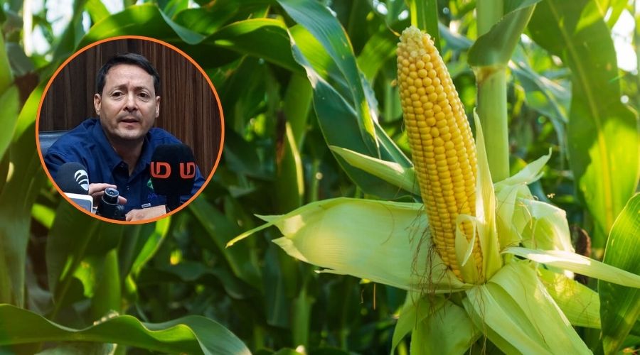 En grande cultivo de maíz y en circulo Ernesto Suárez Andujo