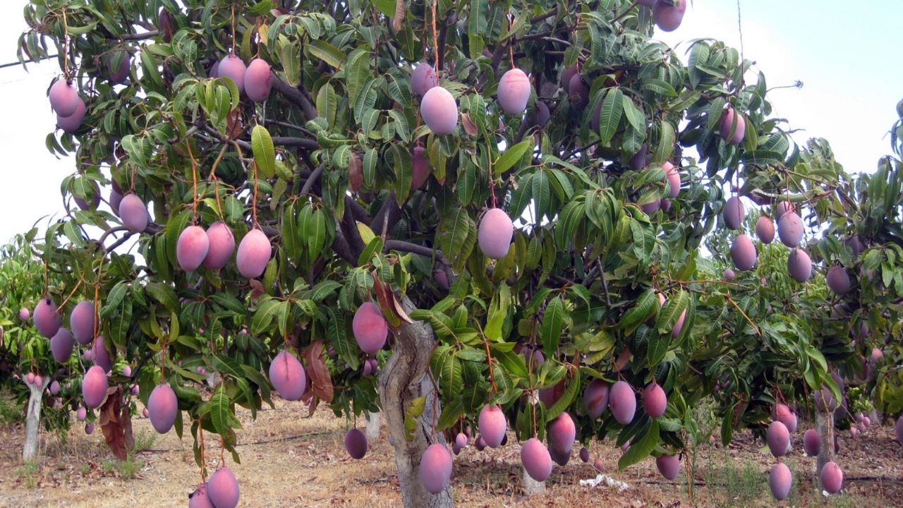 El mango de la variedad Kent sufrió afectaciones por el calor