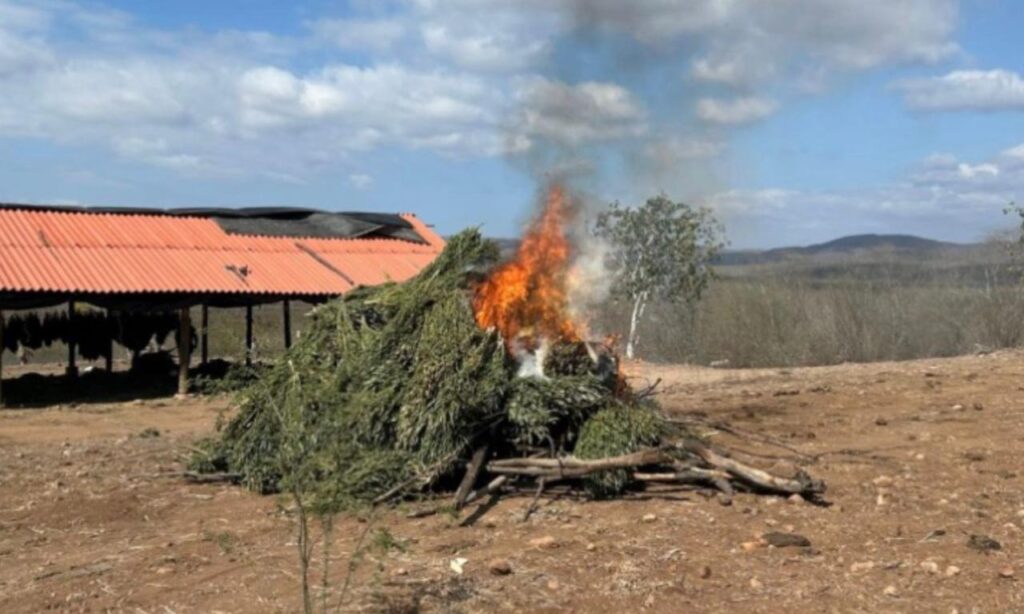 Quema de siembra de mariguana