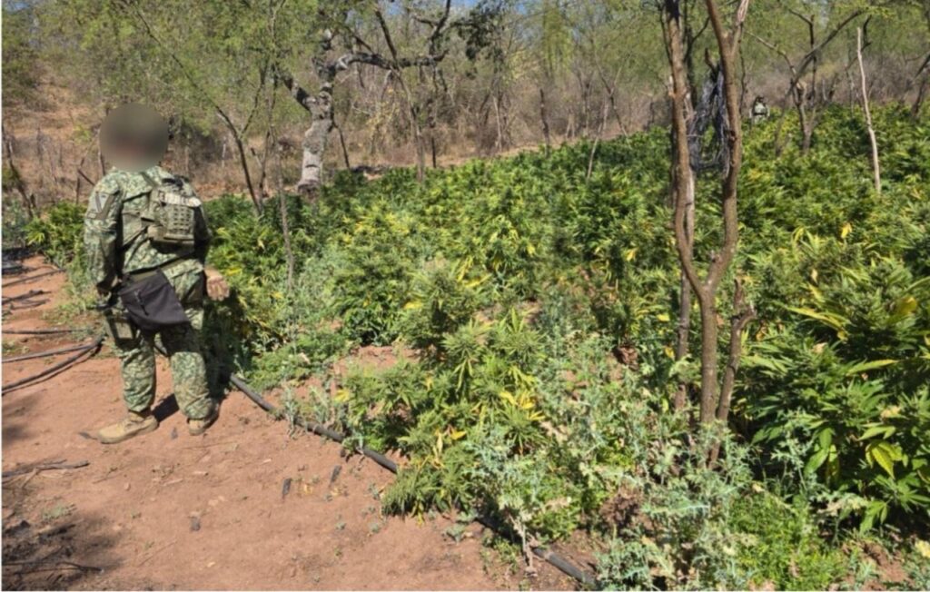 Siembra de Mariguana junto a elemento del ejército mexicano