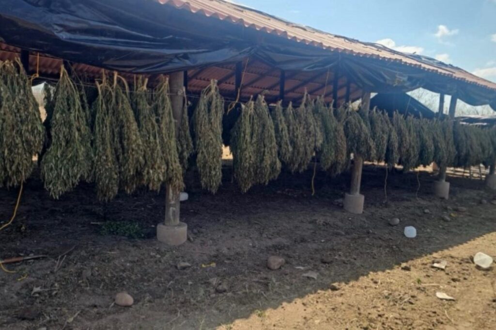 Mariguana colgando en una barra de metal