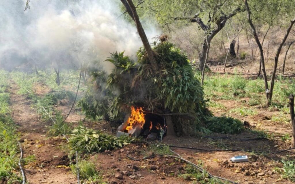 Quema de siembra de mariguana y fuego