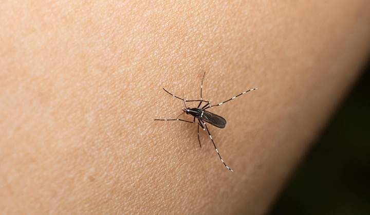 Mosco aedes agypti sobre una piel