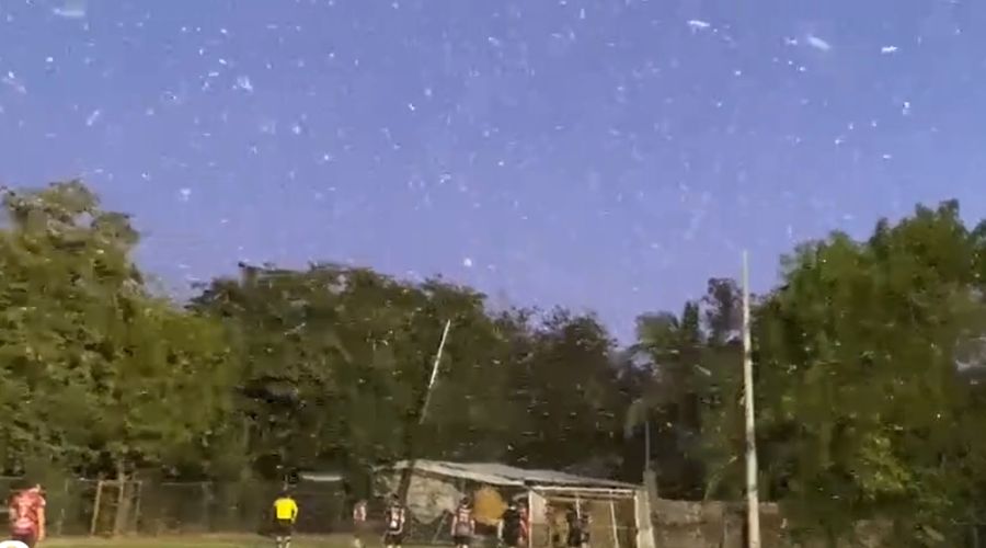 Paisaje con arboles y mosquitos volando