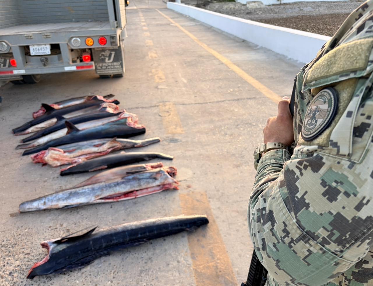pescados muertos en una calle