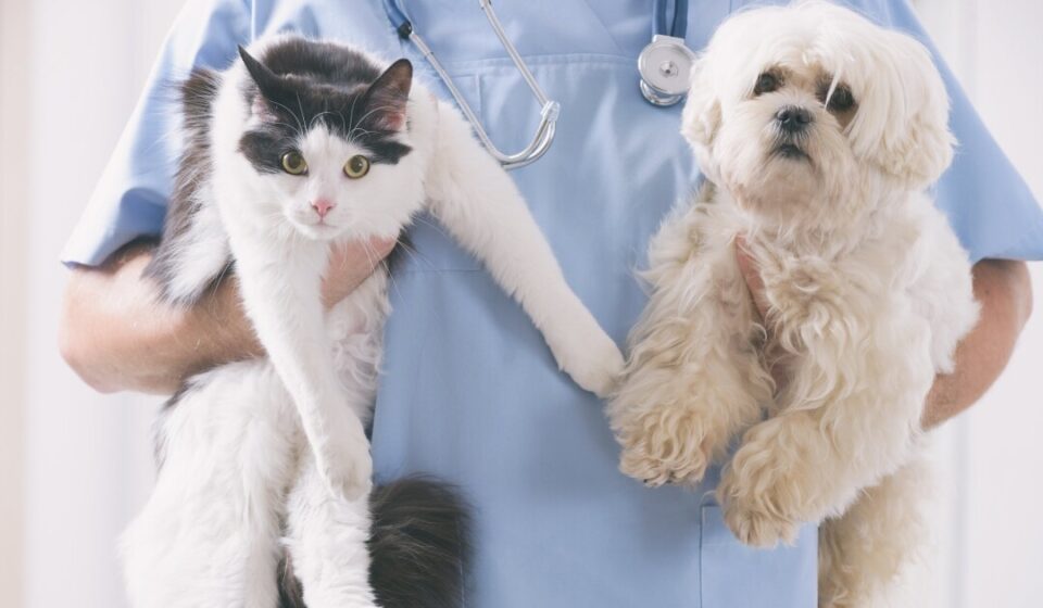 Veterinario carga a un perro y a un gato
