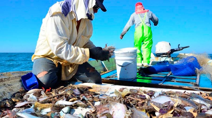Pescadores de Altata separan mariscos