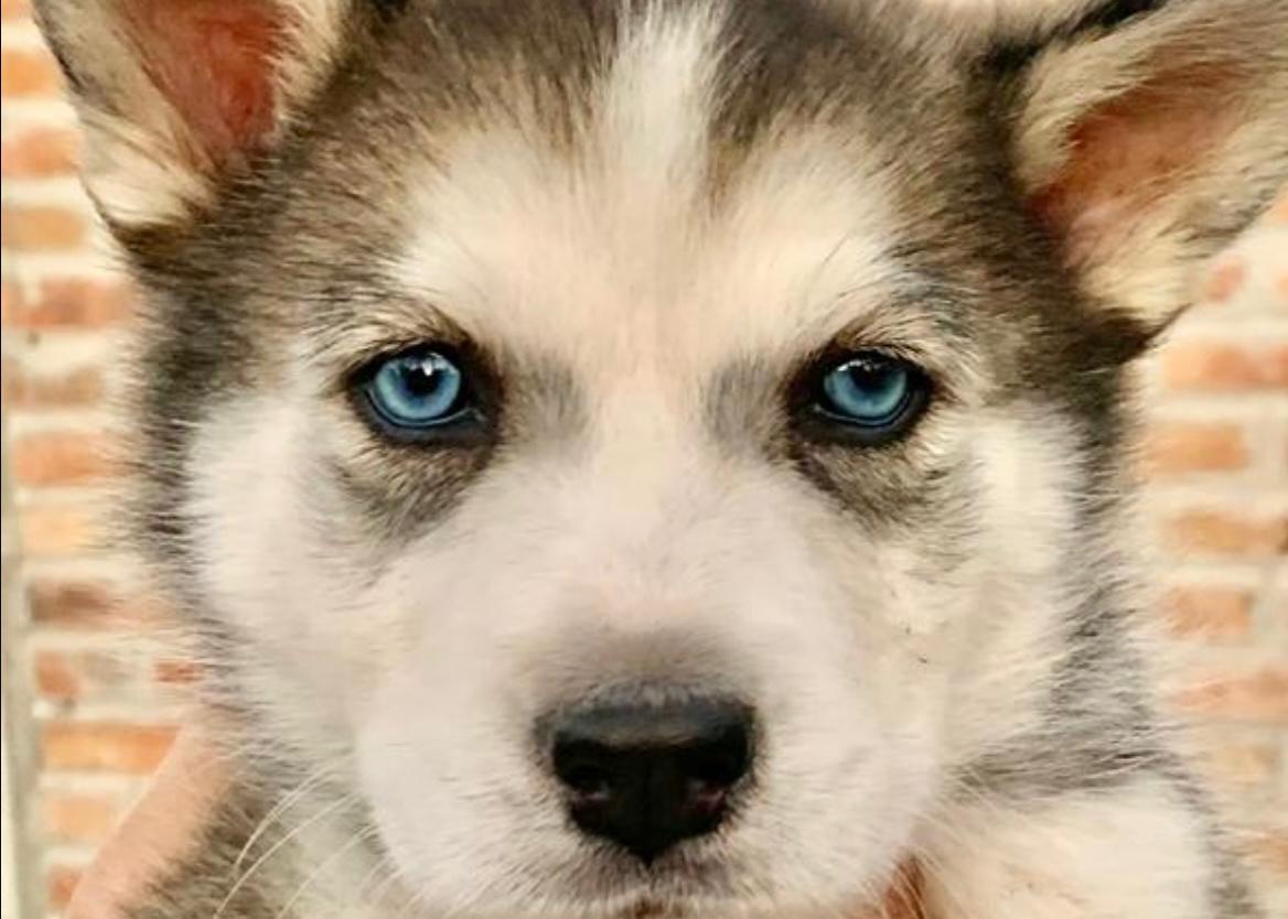 Perro Husky con ojos azules