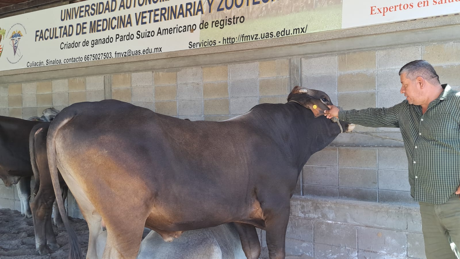 Ganado siendo supervisado.