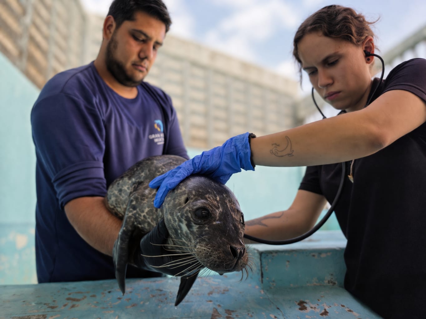 persona dando revisión a cría de foca