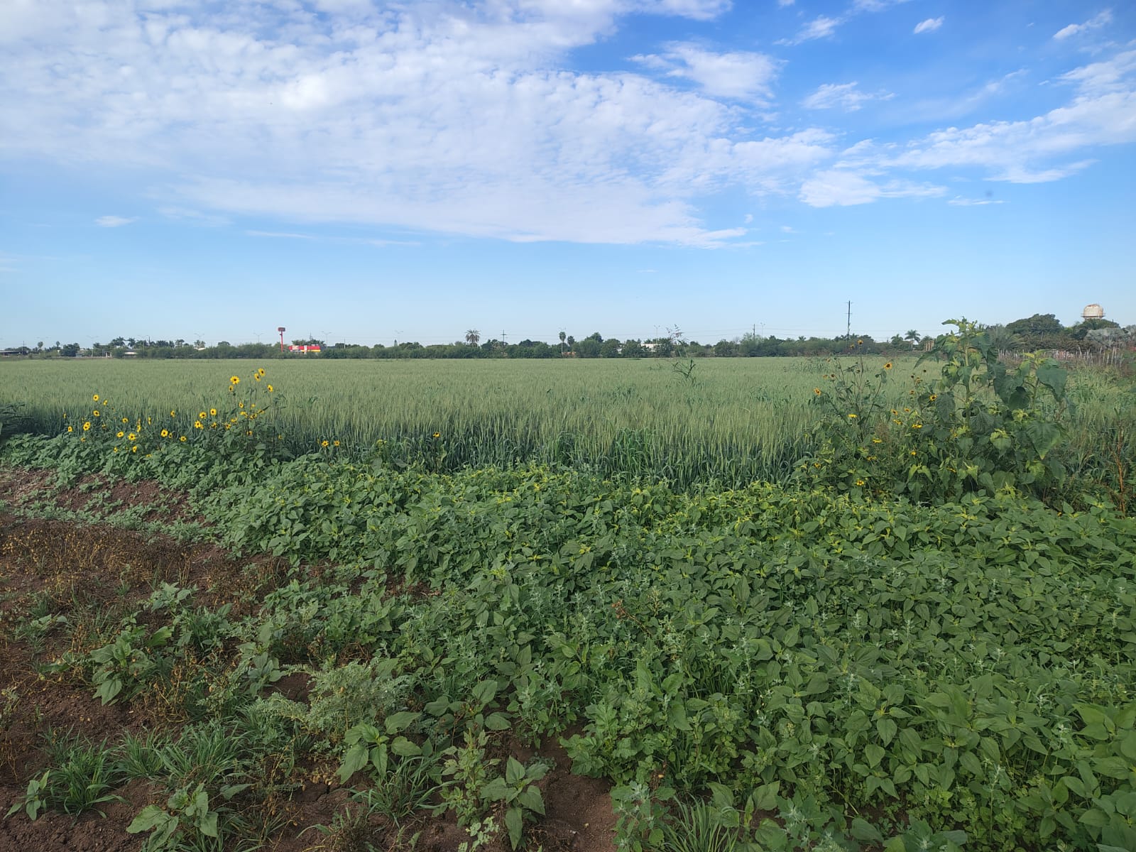 Tierras de siembra de garbanzo