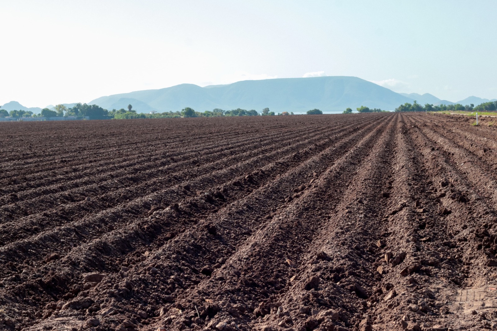 Tierra preparada para cultivo en el norte de Sinaloa