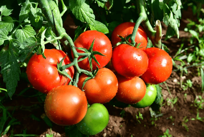 Tomate en planta