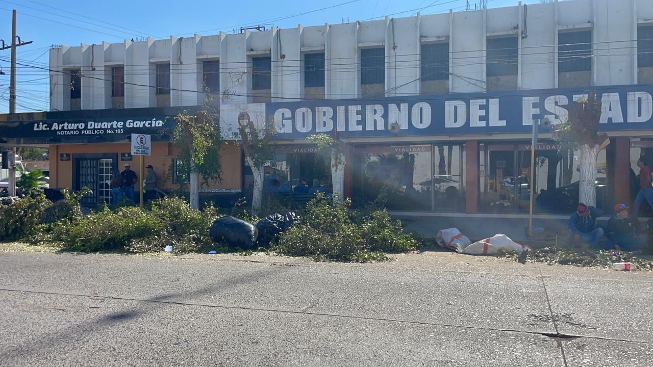 Los árboles que daban sombra fueron talados sin permiso alguno.