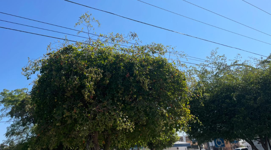 Copas de los árboles al alcance del cableado de alta tensión