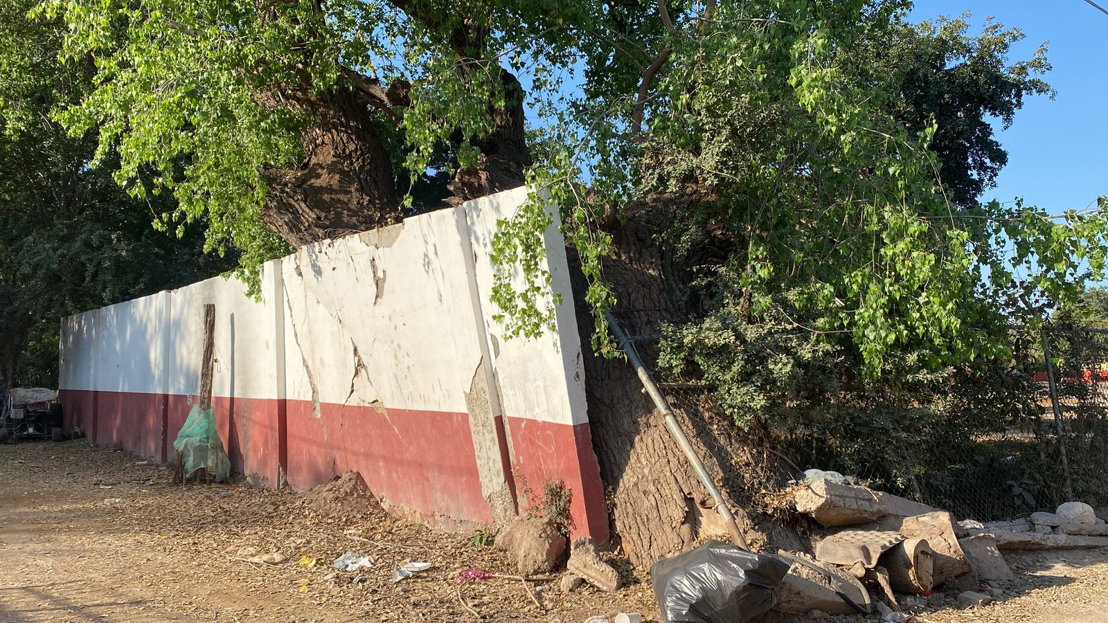 álamo recargado en barda perimetral de escuela primaria en Guasave