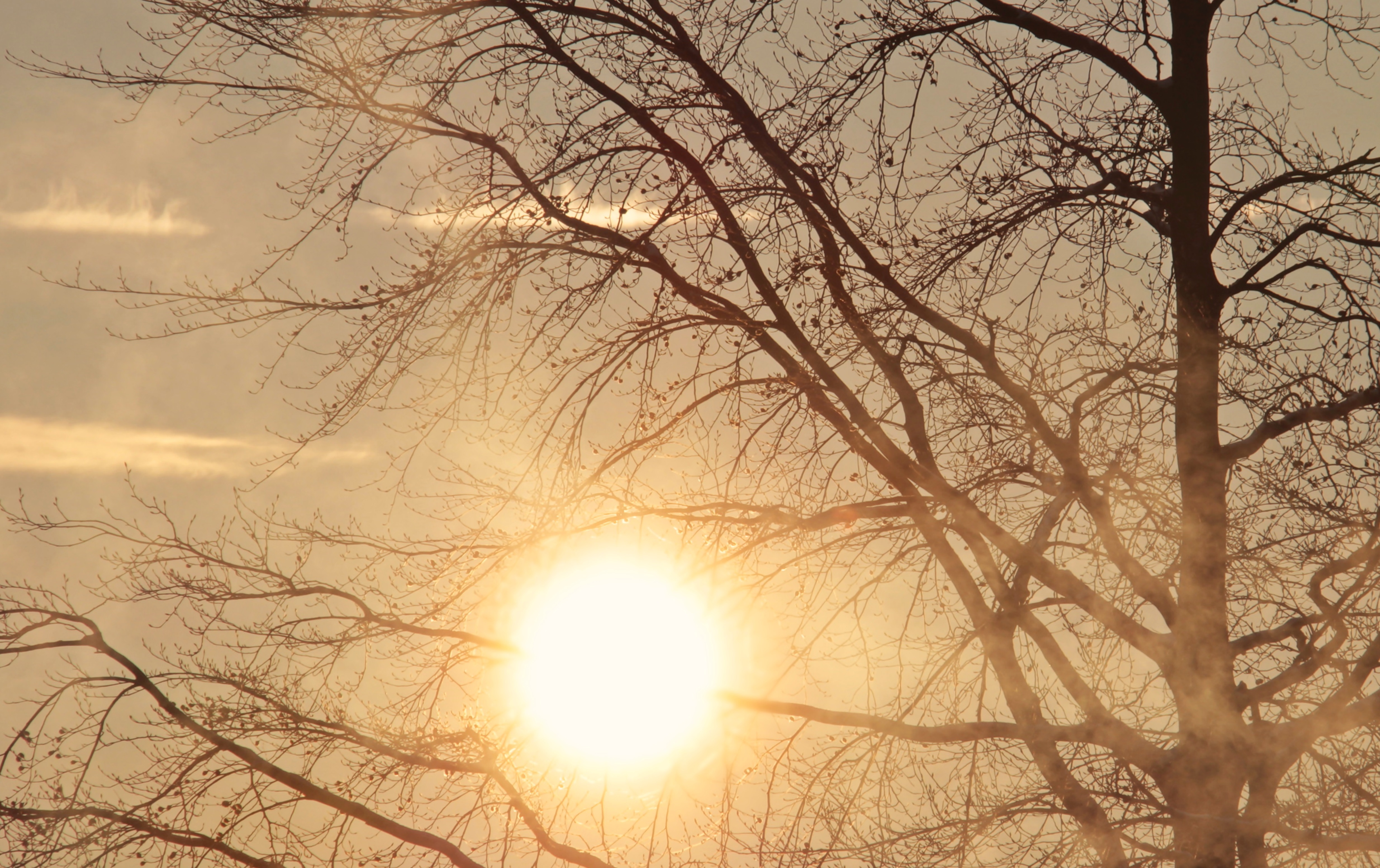 Cielo con fuerte sol y ramas de un árbol