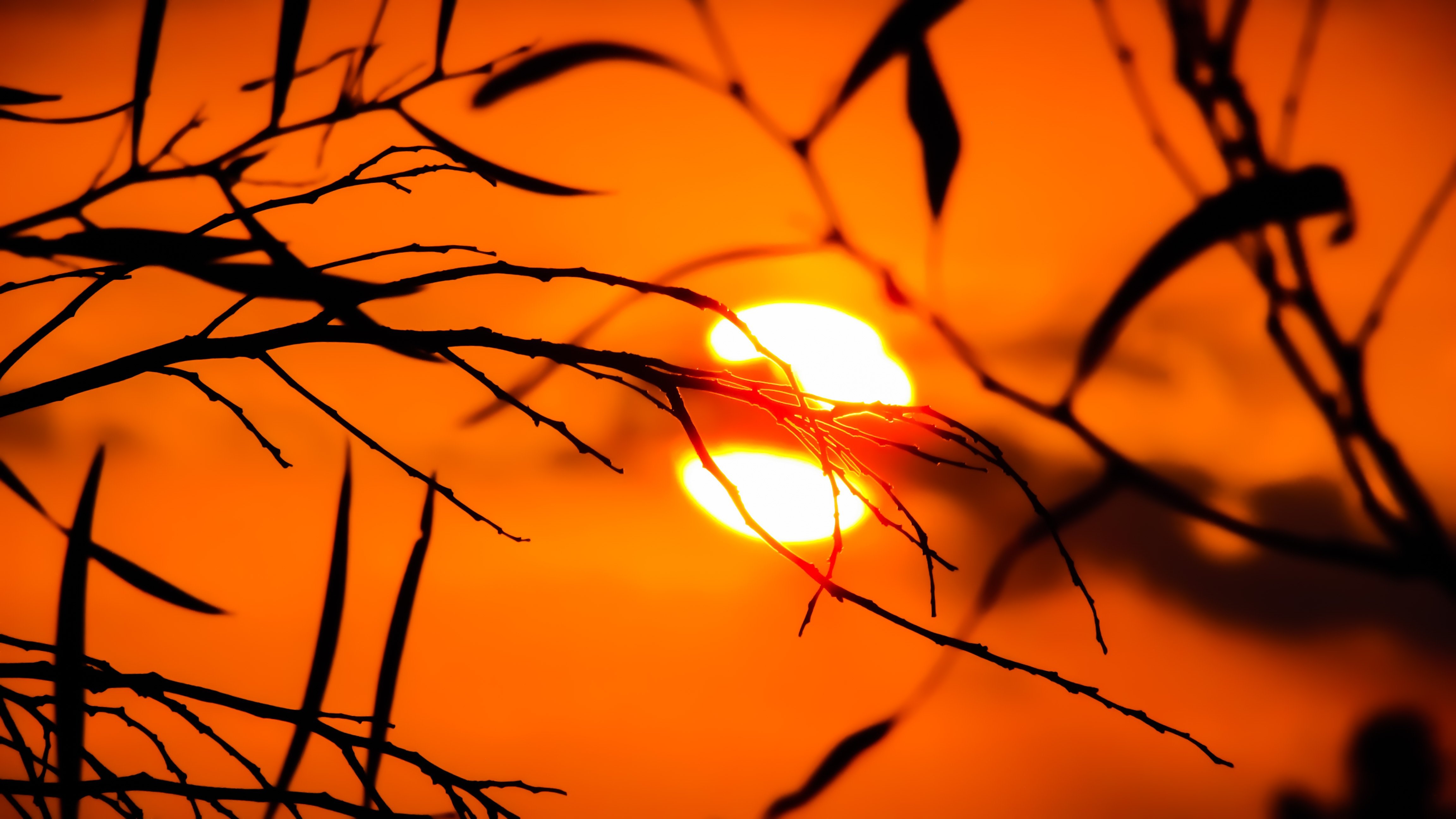 Flores de un árbol y al fondo el cielo color naranja con un sol fuerte