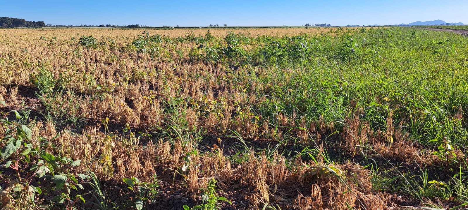 cultivos en tierras con hojas verdes y secas