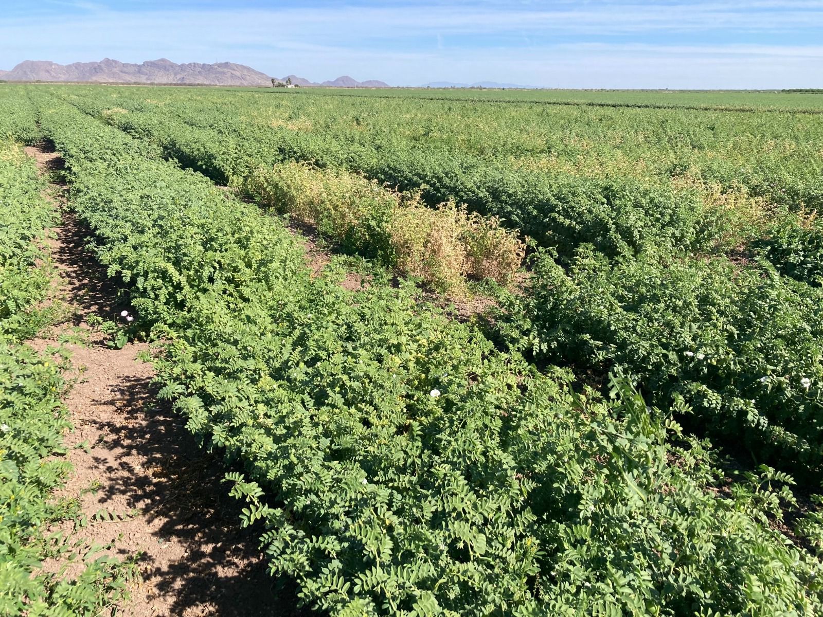 Cultivo de garbanzo en un campo
