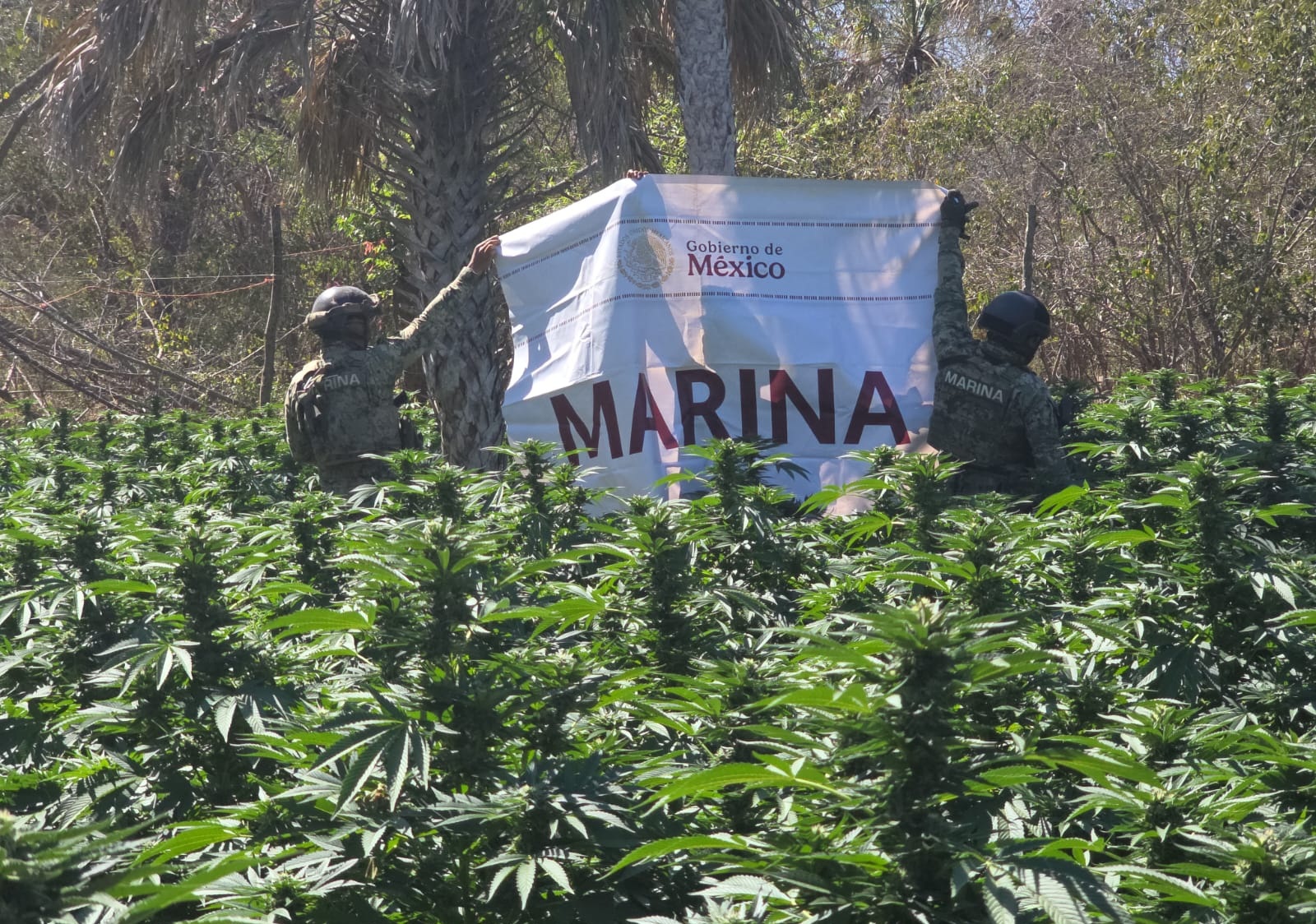 Plantío de Mariguana y marinos sosteniendo un cartel al fondo
