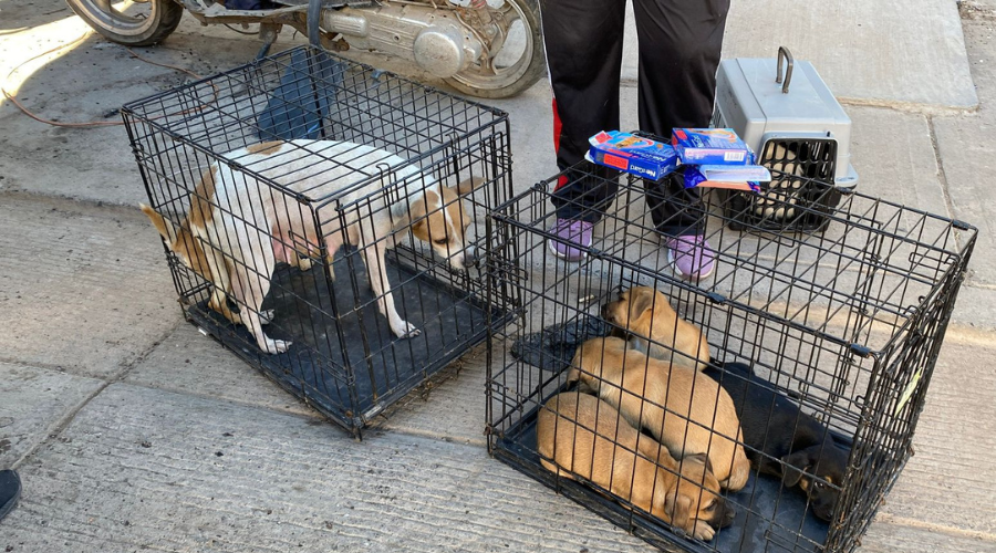 Rescate de perros tras reporte de maltrato animal