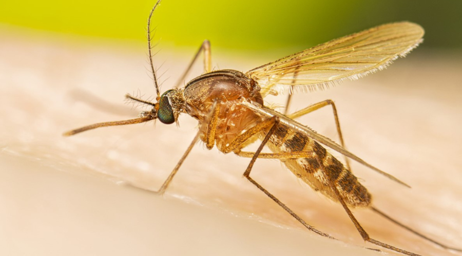 Mosquito Culex