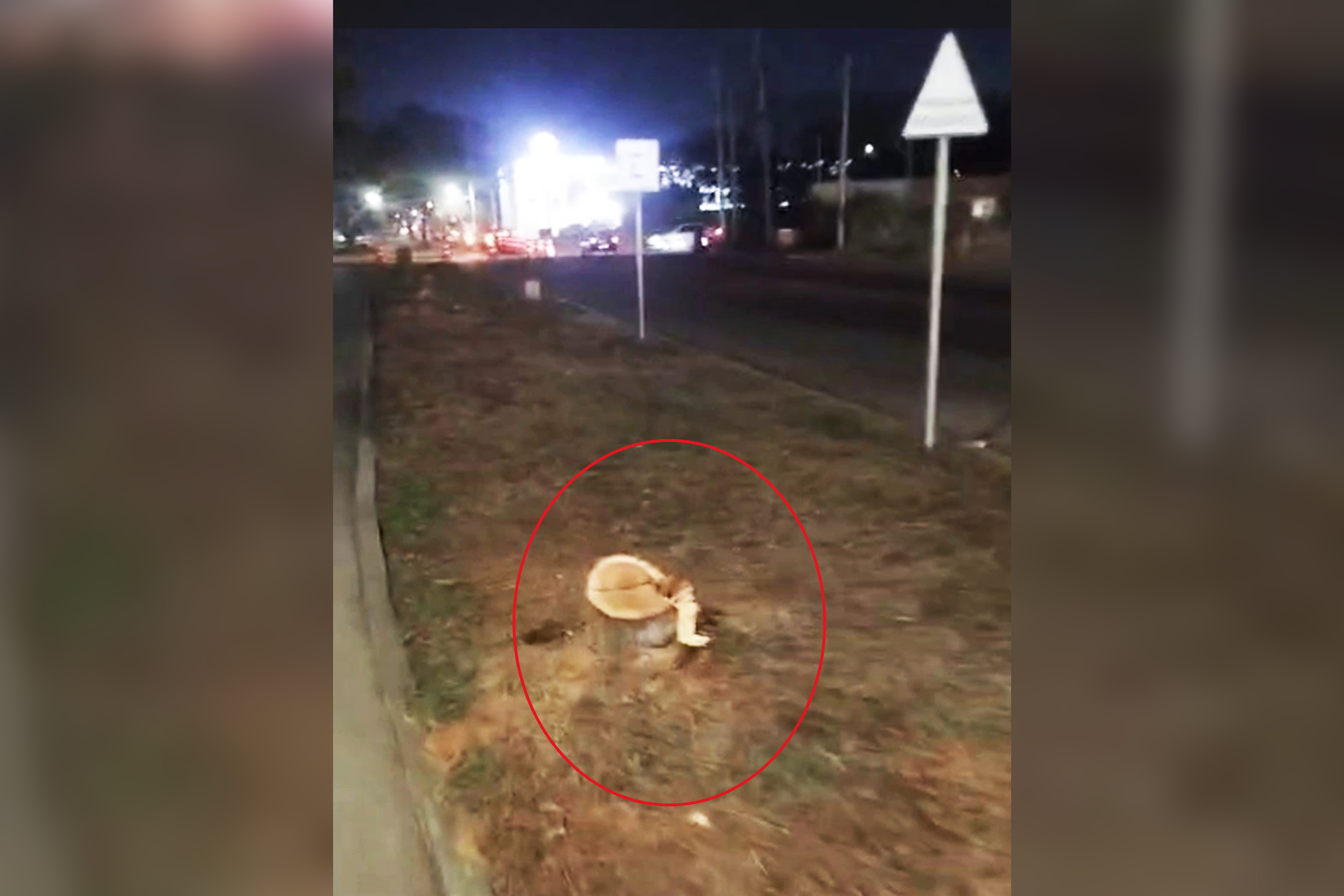 Vecinos del Infonavit Alarcón reportan tala de árboles en parque lineal de Mazatlán