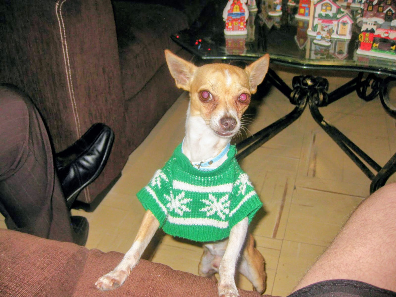 perro con una playera verde