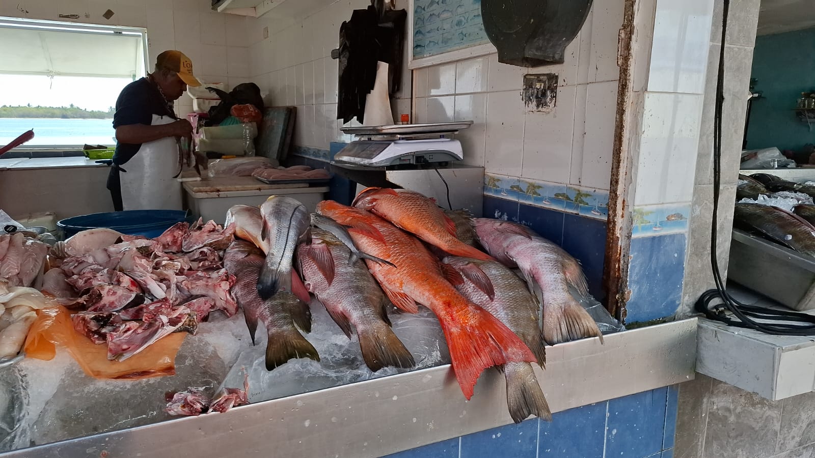 diferentes tipos de pescados en un negocio