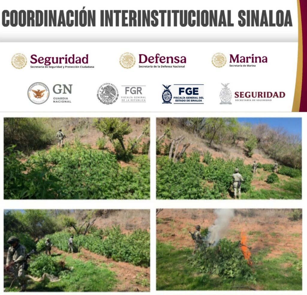 militares quemando plantío