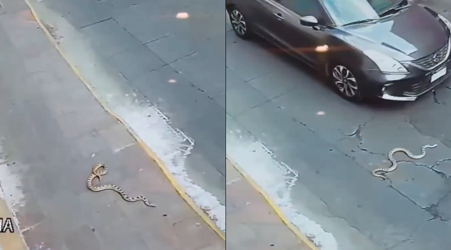 El momento cuando cae una serpiente en el centro de Michoacán.