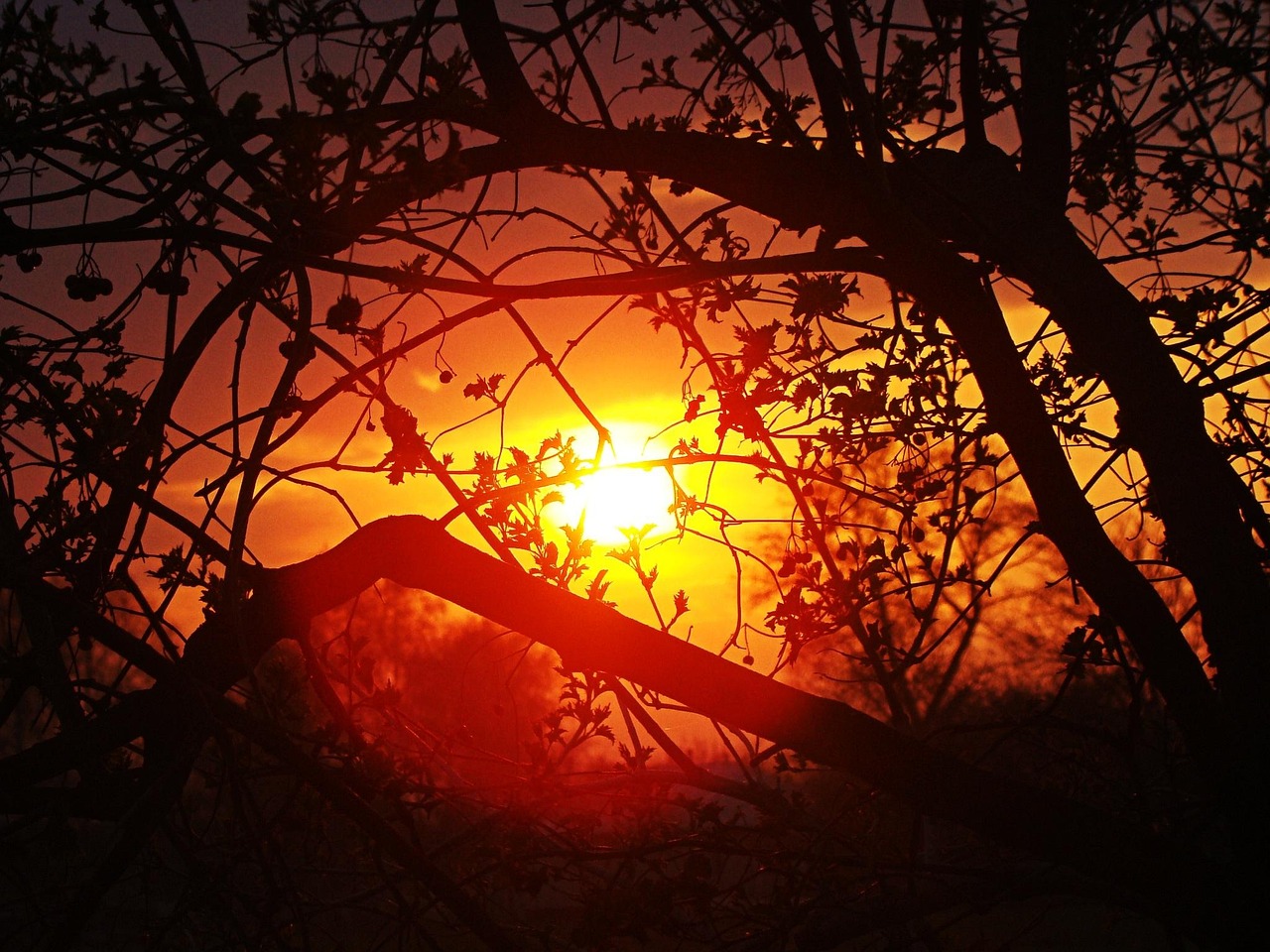 Puesta de sol entre hojas y ramas de un árbol