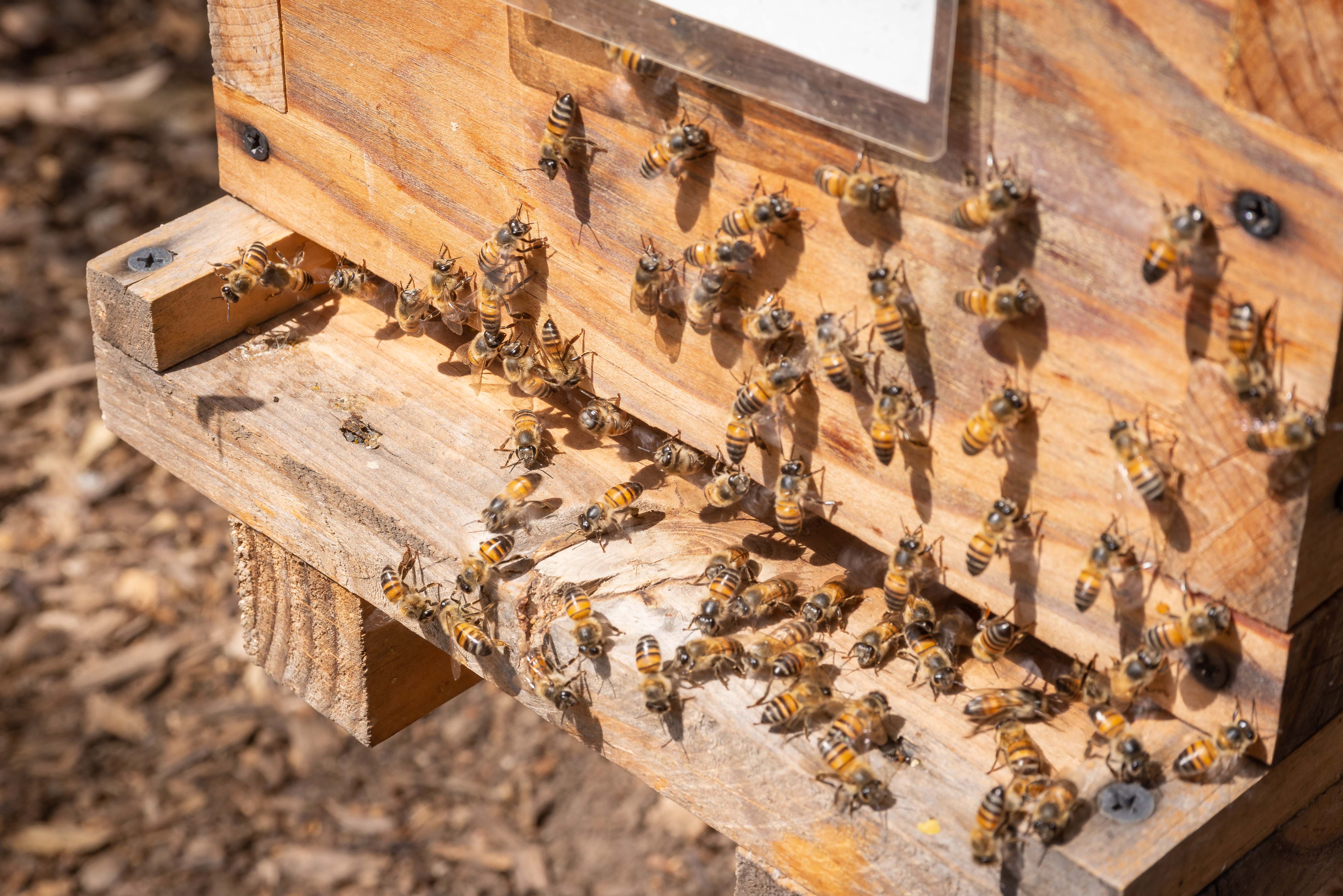 Sin abejas no hay cosecha