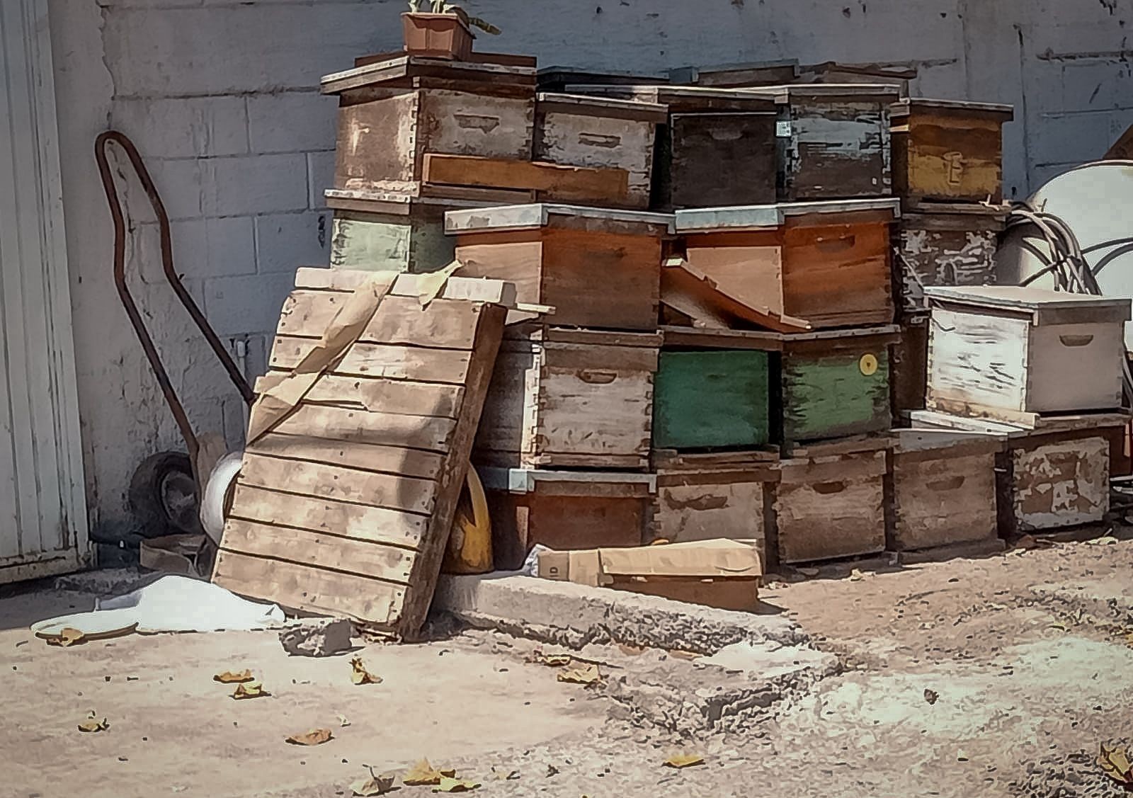 Protección Civil elimina cajón de apicultura tras ataque de abejas