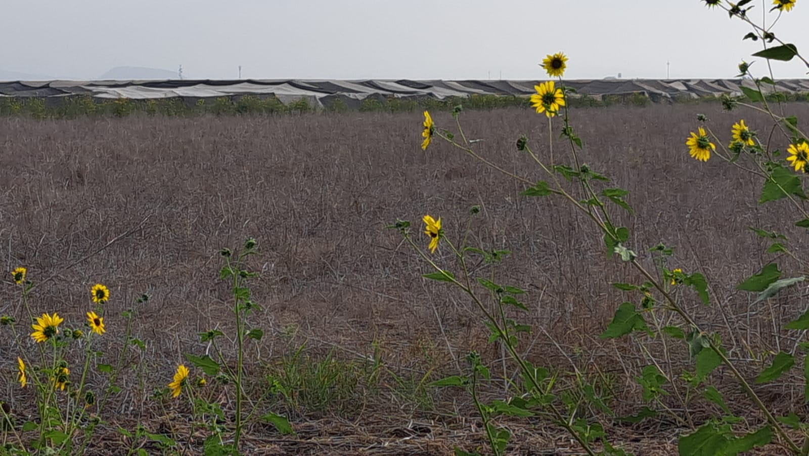 campo de siembra con girasoles