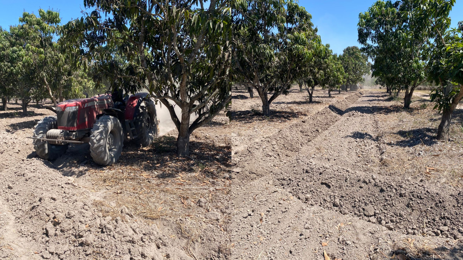 Productores urgen apoyos ante pronóstico de baja producción de mango