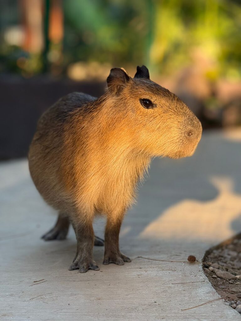 Capibara en el Gran Acuario de Mazatlán 
